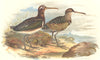 INDIAN GAME BIRDS. Painted Snipe (Rhynchea Bengalensis). Chromolitho. FINN 1915