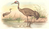 INDIAN GAME BIRDS. Sarus Crane (Grus Cinerea). Chromolithograph. FINN 1915