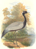 INDIAN GAME BIRDS. Demoiselle Crane (Anthropoides Virgo). Chromolitho. FINN 1915