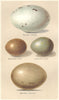 INDIAN BIRD EGGS.Great Bustard Likh (Eupodotis Edwardsi,Sypheotides Aurita) 1915