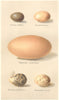 INDIAN BIRD EGGS. Baillon's Crake Sand-grouse Megapode Snipe Banded Rail 1915