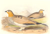 INDIAN GAME BIRDS. Tibetan Sand-Grouse (Syrrhaptes Tibetanus). FINN 1915 print