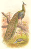 INDIAN GAME BIRDS. Burmese and Indian Peacocks (Pavo Muticus). FINN 1915 print