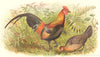 INDIAN GAME BIRDS. Red Jungle-Fowl (Gallus Ferngineus). Chromolitho. FINN 1915