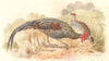 INDIAN GAME BIRDS. Grey Jungle-Fowl (Gallus Sonnerati). Chromolitho. FINN 1915