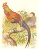 INDIAN GAME BIRDS. Ceylon (Sri Lanka) Jungle-Fowl (Gallus Stanleyi). FINN 1915