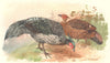 INDIAN GAME BIRDS. Nepal Kalij (Euplocamus Leucomelanos). Chromolitho. FINN 1915