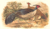 INDIAN GAME BIRDS. Black-Backed Kalij (Euplocamus Melanotis). FINN 1915 print