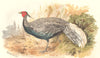 INDIAN GAME BIRDS. Crawford's Silver Pheasant (Euplocamus Andersoni). FINN 1915