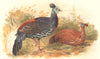 INDIAN GAME BIRDS. Fire-Back Pheasant (Euplocamus Viellotti). FINN 1915 print