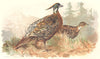 INDIAN GAME BIRDS. Koklass Pheasant (Pucrasia Nipalensis). FINN 1915 old print