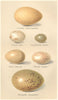 INDIAN BIRD EGGS. Tragopan Crake Quail Partridge Sand-grouse Snow-Cock 1915