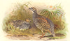INDIAN GAME BIRDS. Burmese Francolin. Black/Painted Partridge hybrid. FINN 1915