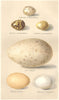INDIAN BIRD EGGS. Rain-Quail Sarus Crane Pochard Hill-Partridge. FINN 1915