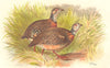INDIAN GAME BIRDS. Charlton's Hill-Partridge (Perdix Charltoni). FINN 1915