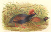INDIAN GAME BIRDS. Red Crested Partridge (Rollulus Roulroul). FINN 1915 print