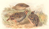 INDIAN GAME BIRDS. Jungle Bush Quail (Perdicula Cambaiensis). FINN 1915 print