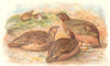 INDIAN GAME BIRDS. Rock Bush-Quail (Perdicula Asiatica). Chromolitho. FINN 1915