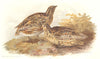 INDIAN GAME BIRDS. Common Quail (Coturnix Communis). Chromolithograph. FINN 1915