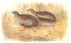 INDIAN GAME BIRDS. Painted Quail (Excalfactoria Sinensis). FINN 1915 old print