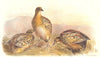 INDIAN GAME BIRDS. Indian Yellow-legged Button Quail (Turnix Jondera). FINN 1915