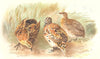 INDIAN GAME BIRDS. Little Button Quail (Turnix Dussumieri). FINN 1915 print