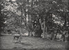 EPPING FOREST. Beech Wood. Essex 1900 old antique vintage print picture