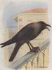 INDIAN BIRDS. The Common House-Crow 1943 old vintage print picture