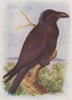 INDIAN BIRDS. The Indian Jungle-Crow 1943 old vintage print picture