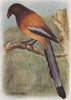 INDIAN BIRDS. The Tree-pie 1943 old vintage print picture