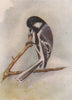 INDIAN BIRDS. The Grey Tit 1943 old vintage print picture