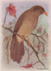INDIAN BIRDS. The Jungle Babbler 1943 old vintage print picture