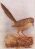 INDIAN BIRDS. The Common Babbler 1943 old vintage print picture