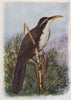 INDIAN BIRDS. The Deccan Scimitar Babbler 1943 old vintage print picture