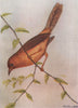 INDIAN BIRDS. The Rufous-bellied Babbler 1943 old vintage print picture