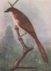 INDIAN BIRDS. The Yellow-eyed Babbler 1943 old vintage print picture