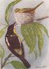INDIAN BIRDS. The Common Lora 1943 old vintage print picture