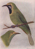 INDIAN BIRDS. Jerdon's Chloropsis 1943 old vintage print picture