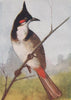 INDIAN BIRDS. The Red-Whiskered Bulbul 1943 old vintage print picture