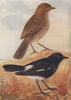 INDIAN BIRDS. The Pied Bush-Chat 1943 old vintage print picture