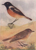 INDIAN BIRDS. The Collared or Indian Bush-Chat 1943 old vintage print picture