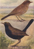 INDIAN BIRDS. The Indian Robin 1943 old vintage print picture