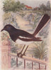 INDIAN BIRDS. The Magpie-Robin or Dhayal 1943 old vintage print picture