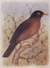 INDIAN BIRDS. The Black-Capped Blackbird 1943 old vintage print picture
