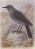 INDIAN BIRDS. The Blue Rock-Thrush 1943 old vintage print picture