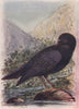 INDIAN BIRDS. The Malabar Whistling Thrush 1943 old vintage print picture