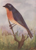 INDIAN BIRDS. Tickell's blue Flycatcher 1943 old vintage print picture