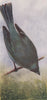 INDIAN BIRDS. The Verditer Flycatcher 1943 old vintage print picture