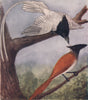 INDIAN BIRDS. The Paradise Flycatcher 1943 old vintage print picture