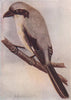 INDIAN BIRDS. The Grey Shrike 1943 old vintage print picture